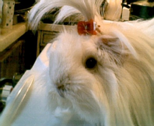 This is Snow George and she is a Peruvian Guinea Pig.